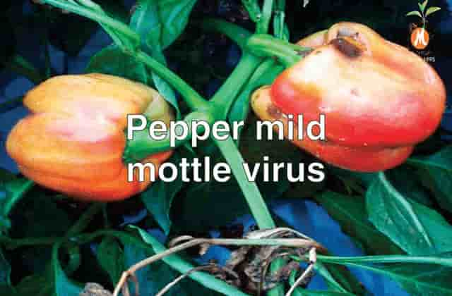 Viricide for Pepper mild mottle virus cure