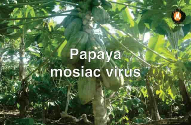 Viricide for Papaya mosiac virus cure