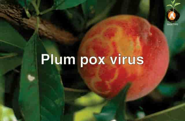 botanical viricide for Plum pox virus cure