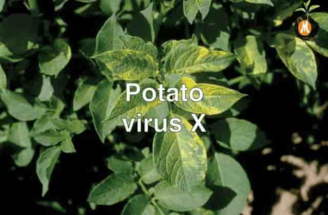 organic virucide for Potato virus X cure