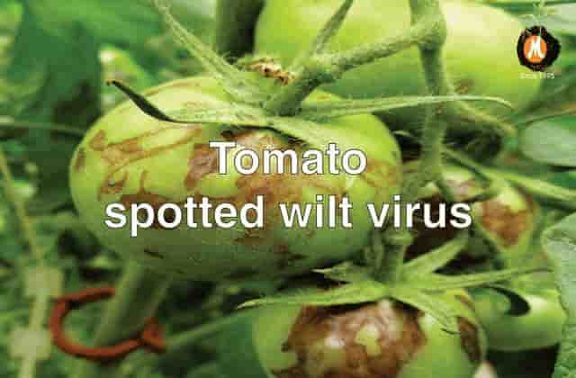 organic virucide for tomato spotted wilt virus cure