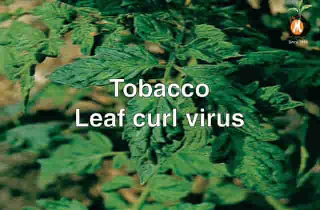 Viricide for Tobacco leaf curl virus cure