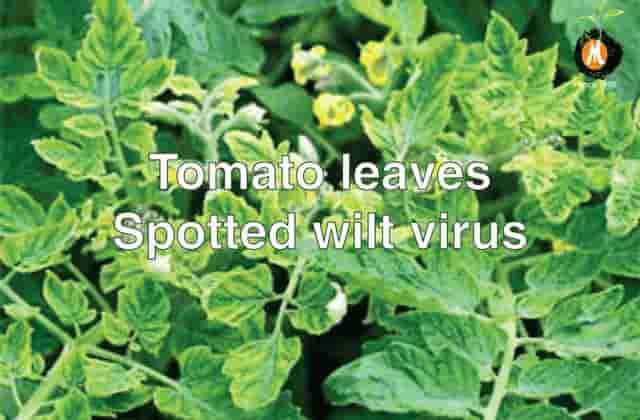 Viricide for Tomato leaves spotted virus